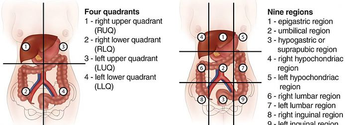 Four abdominal quadrants and nine regions.