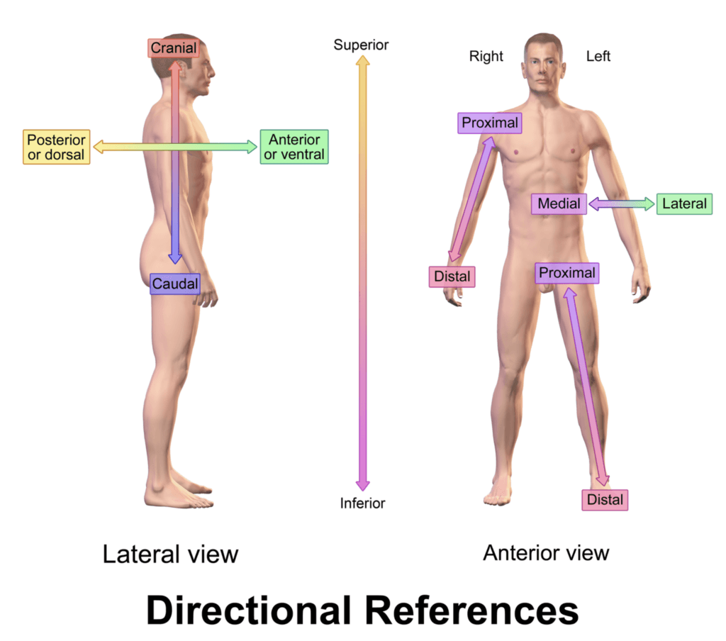 Anatomical Directional References
